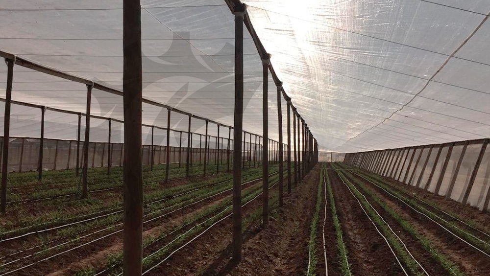 Innovación en Agricultura, Microtúneles y Secado de Café