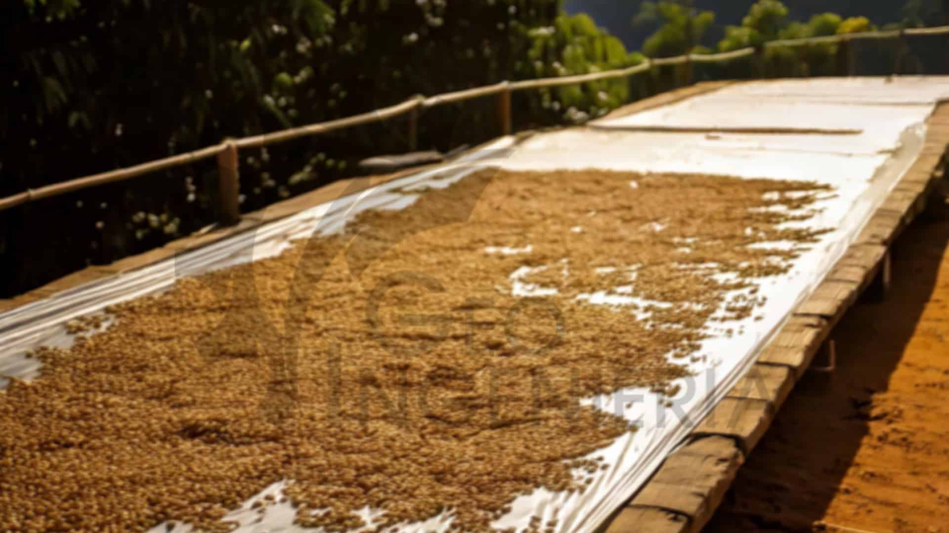 Innovación en Agricultura, Microtúneles y Secado de Café